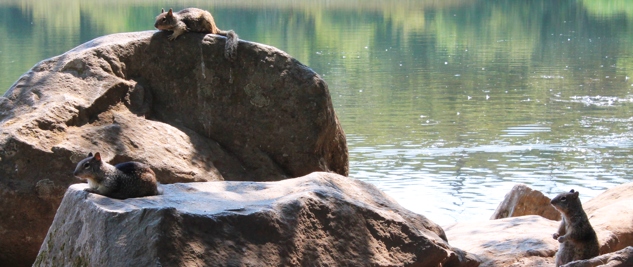 Squirrels By Lake Ralphine at Howarth Park.