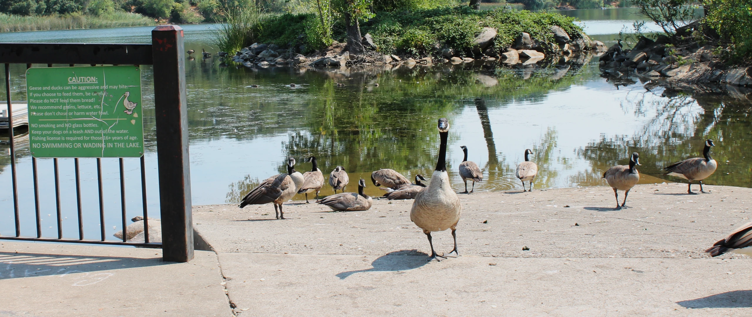 Geese standing on the sidewalk next to the lake at Howarth Park.